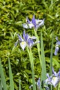 Iris missouriensis