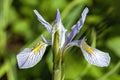 Iris missouriensis