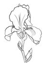 iris, monochrome line drawing, isolated