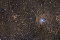 Iris Nebula NGC 7023 and Ghost Nebula VdB 141