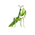 Iris oratoria, praying mantis. Green insect with claws. Realistic cricket, locust, invertebrate animal. Exotic nature