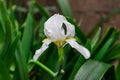 Iris orjenii, the Orjen Iris flower blooming