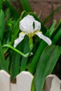 Iris orjenii, the Orjen Iris flower blooming