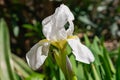 Iris orjenii, the Orjen Iris flower blooming