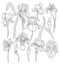 Iris outline vector set with flowers, buds and leaves. Vector line art summer illustration isolated on white background Royalty Free Stock Photo