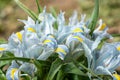 Iris palaestina or Iris palestina grow on a green meadow Royalty Free Stock Photo