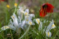 Iris palaestina or Iris palestina and red anemones blooming on meadow in springtime Royalty Free Stock Photo