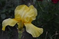 Iris. Perennial rhizomatous plant of the Iris family Iridaceae. Beautiful flower