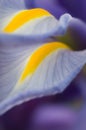 Iris petal Royalty Free Stock Photo