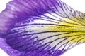 Iris petal closeup Royalty Free Stock Photo