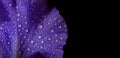 Iris petal in dew drops on black. blue petal in water drops. Royalty Free Stock Photo