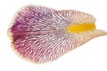 Iris petal. Macro Royalty Free Stock Photo