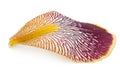 Iris petal Royalty Free Stock Photo