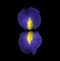 Iris petals Royalty Free Stock Photo