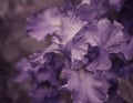 Iris petals close up Royalty Free Stock Photo