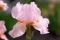 Iris pink flower in the garden