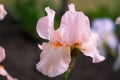 Iris pink flower in the garden