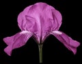 Iris pink flower on a white isolated background with clipping path. Closeup.