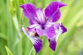 Iris, pink and purple extraordinary iris with special texture