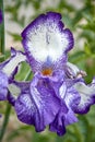 iris plain blue Botanical Garden. Royalty Free Stock Photo