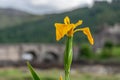 Iris pseudacorus or aquatic iris with blurred Eilean Donan bridge background