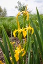 Iris pseudacorus beautiful yellow flowers, green leaves, grow and bloom in swamp, nature flora closeup photo Royalty Free Stock Photo