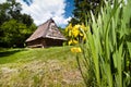 Iris pseudacorus, beautiful yellow flowers in a yard with mowed grass, traditional Ukrainian old wooden house with thatched roof Royalty Free Stock Photo