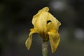 An Iris pseudacorus coverd with rain drops