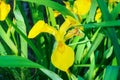 Iris pseudacorus flowering flower petals yellow color detail plant close up