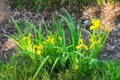 Iris pseudacorus flowering flower petals yellow color detail plant close up