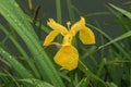 Iris pseudacorus Horticultural Iris flower petals color Royalty Free Stock Photo