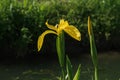 Iris pseudacorus Horticultural Iris flower petals color Royalty Free Stock Photo