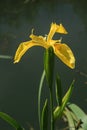 Iris pseudacorus Horticultural Iris flower petals color Royalty Free Stock Photo