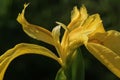 Iris pseudacorus Horticultural Iris flower petals color Royalty Free Stock Photo