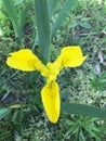 Iris pseudacorus L. Blooming by the pond.