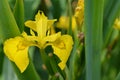 Iris pseudacorus often stands in a sunny place on a boggy bottom