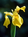 Iris pseudacorus, yellow flag flower head