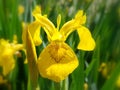 Iris pseudacorus Royalty Free Stock Photo