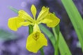 Iris pseudacorus.Yellow Iris flower.Nature abstract