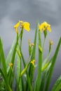 Iris pseudacorus yellow flowers