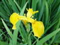 Iris pseudÃÂ¡corus is a perennial coastal herbaceous plant