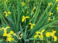 Iris pseudÃÂ¡corus is a perennial coastal herbaceous plant