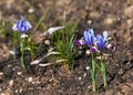 Iris pumila. the goddess of the rainbow, who acted as a messenger of the gods. Royalty Free Stock Photo