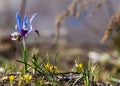 Iris pumila. the goddess of the rainbow, who acted as a messenger of the gods. Royalty Free Stock Photo
