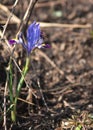 Iris pumila. the goddess of the rainbow, who acted as a messenger of the gods. Royalty Free Stock Photo