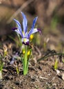 Iris pumila. the goddess of the rainbow, who acted as a messenger of the gods. Royalty Free Stock Photo