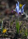 Iris pumila. the goddess of the rainbow, who acted as a messenger of the gods. Royalty Free Stock Photo