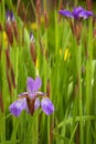 Iris Royalty Free Stock Photo