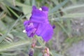 Iris purple flower