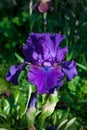 Iris purple flower closeup photo. Iris germanica Royalty Free Stock Photo